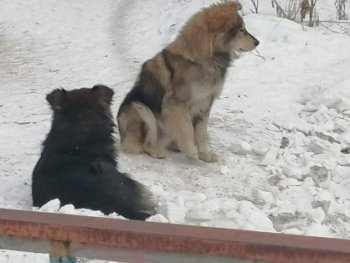 В Минусинске возбуждено уголовное дело по факту нападения бродячей собаки на подростка